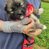 かわいい子犬！北（ほく）くん サムネイル3