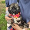 かわいい子犬！北（ほく）くん サムネイル4