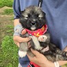 かわいい子犬！北（ほく）くん サムネイル5