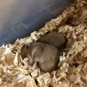 ゴールデンハムスターの赤ちゃん サムネイル2