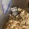 ゴールデンハムスターの赤ちゃん サムネイル3