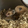 ゴールデンハムスターの赤ちゃん サムネイル4