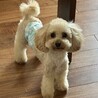 とんとん♂1歳　人懐っこくて犬にも友好的 サムネイル2