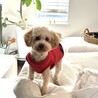 とんとん♂1歳　人懐っこくて犬にも友好的 サムネイル3