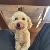 とんとん♂1歳　人懐っこくて犬にも友好的 サムネイル4