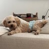 とんとん♂1歳　人懐っこくて犬にも友好的 サムネイル5