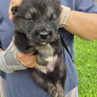 かわいい子犬！西（さい）くん