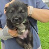 かわいい子犬！西（さい）くん サムネイル2