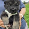 かわいい子犬！西（さい）くん サムネイル3