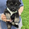 かわいい子犬！西（さい）くん サムネイル4