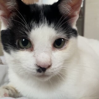 人猫大好き！かまってちゃんの甘えん坊カツオ