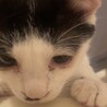 人猫大好き！かまってちゃんの甘えん坊カツオ サムネイル2