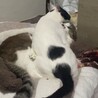 人猫大好き！かまってちゃんの甘えん坊カツオ サムネイル3