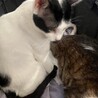 人猫大好き！かまってちゃんの甘えん坊カツオ サムネイル4