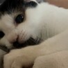 人猫大好き！かまってちゃんの甘えん坊カツオ サムネイル5
