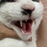 人猫大好き！かまってちゃんの甘えん坊カツオ サムネイル6