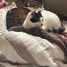 人猫大好き！かまってちゃんの甘えん坊カツオ サムネイル7