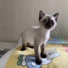 シャムmixお膝大好きな女の子♡ サムネイル3