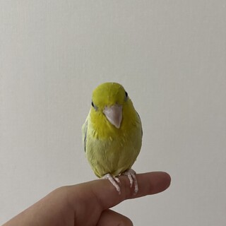 アメリカンイエローのマメルリハオス