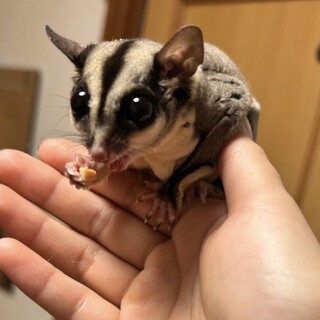 可愛がってくれる人募集してます。