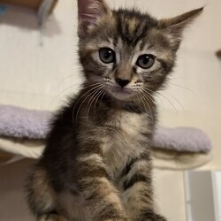 かにさんズにゃみりー☆猫の譲渡会in春日部 サムネイル1