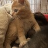 茶トラの男の子 サムネイル2