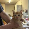 茶トラの男の子 サムネイル3