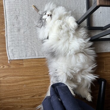 ウルの写真