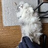 の写真
