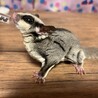 可愛がってくれる人募集してます。 サムネイル3