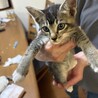 キジ白女の子 サムネイル4