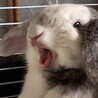 りんごだいふく
