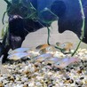 淡水熱帯魚 里親さん募集 サムネイル2