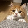 可愛がってくださる方を募集しております サムネイル2