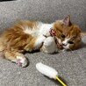 可愛がってくださる方を募集しております サムネイル3