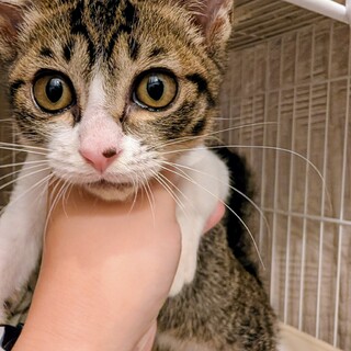 子猫推定3カ月男の子の里親募集