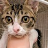 子猫推定3カ月男の子の里親募集 サムネイル2