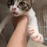 子猫推定3カ月男の子の里親募集 サムネイル3