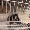子猫推定3カ月男の子の里親募集 サムネイル4