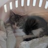 子猫推定3カ月男の子の里親募集 サムネイル5