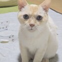 レア毛色！オレンジ系シャム癒し系約3歳