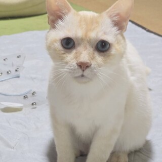 レア毛色！オレンジ系シャム癒し系約3歳
