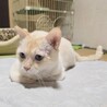 レア毛色！オレンジ系シャム癒し系約3歳 サムネイル2