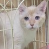 レア毛色！オレンジ系シャム癒し系約3歳 サムネイル3