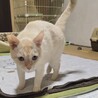 レア毛色！オレンジ系シャム癒し系約3歳 サムネイル4
