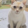 レア毛色！オレンジ系シャム癒し系約3歳 サムネイル5