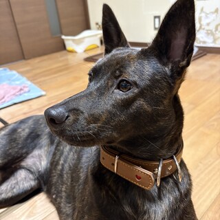 1歳雑種わんちゃん里親さん募集