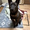 1歳雑種わんちゃん里親さん募集 サムネイル3