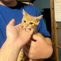 推定3～4ヶ月茶トラ♂