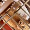 推定3～4ヶ月茶トラ♂ サムネイル2